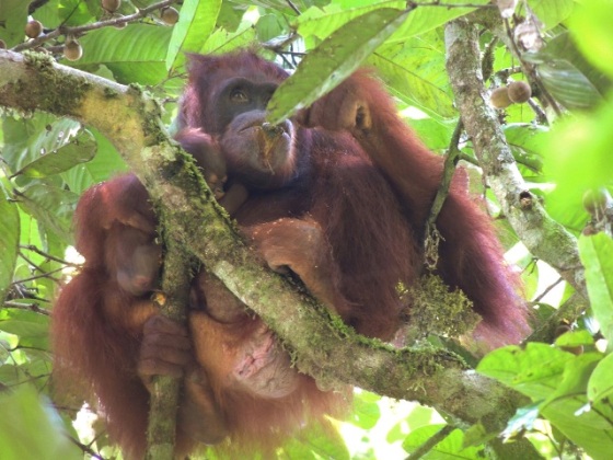Monic came out of the nest carrying a tiny orangutan baby -Photo by Eldy